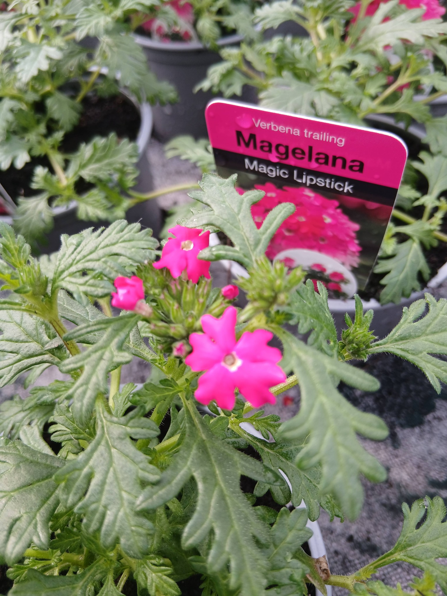 Jubilee Plants hanging baskets