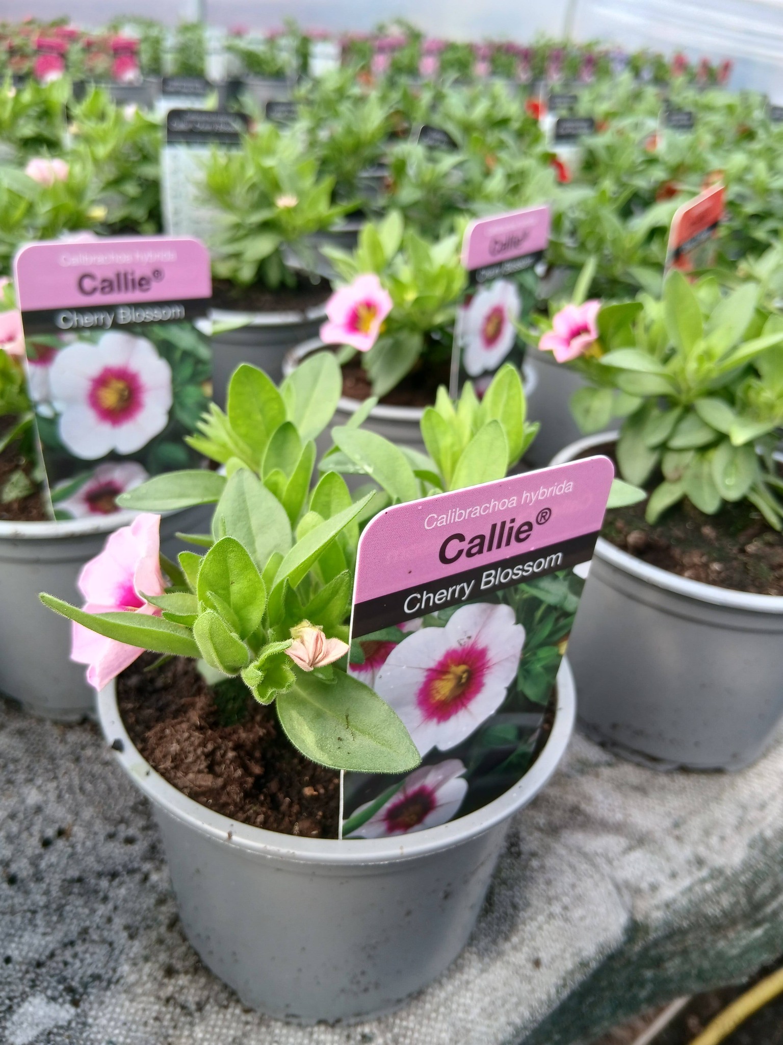 Jubilee Plants seasonal flowers