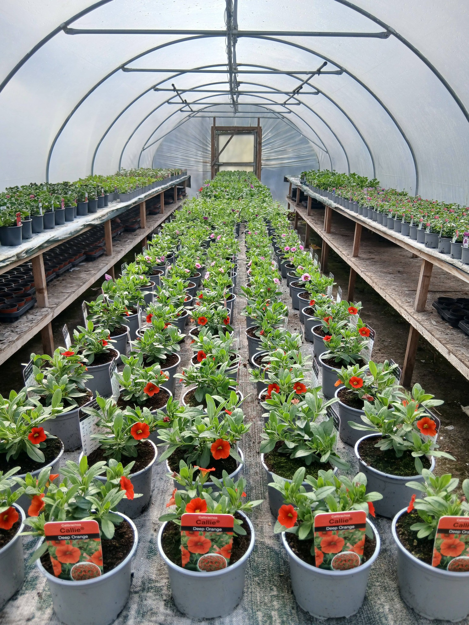 Jubilee Plants bedding plants