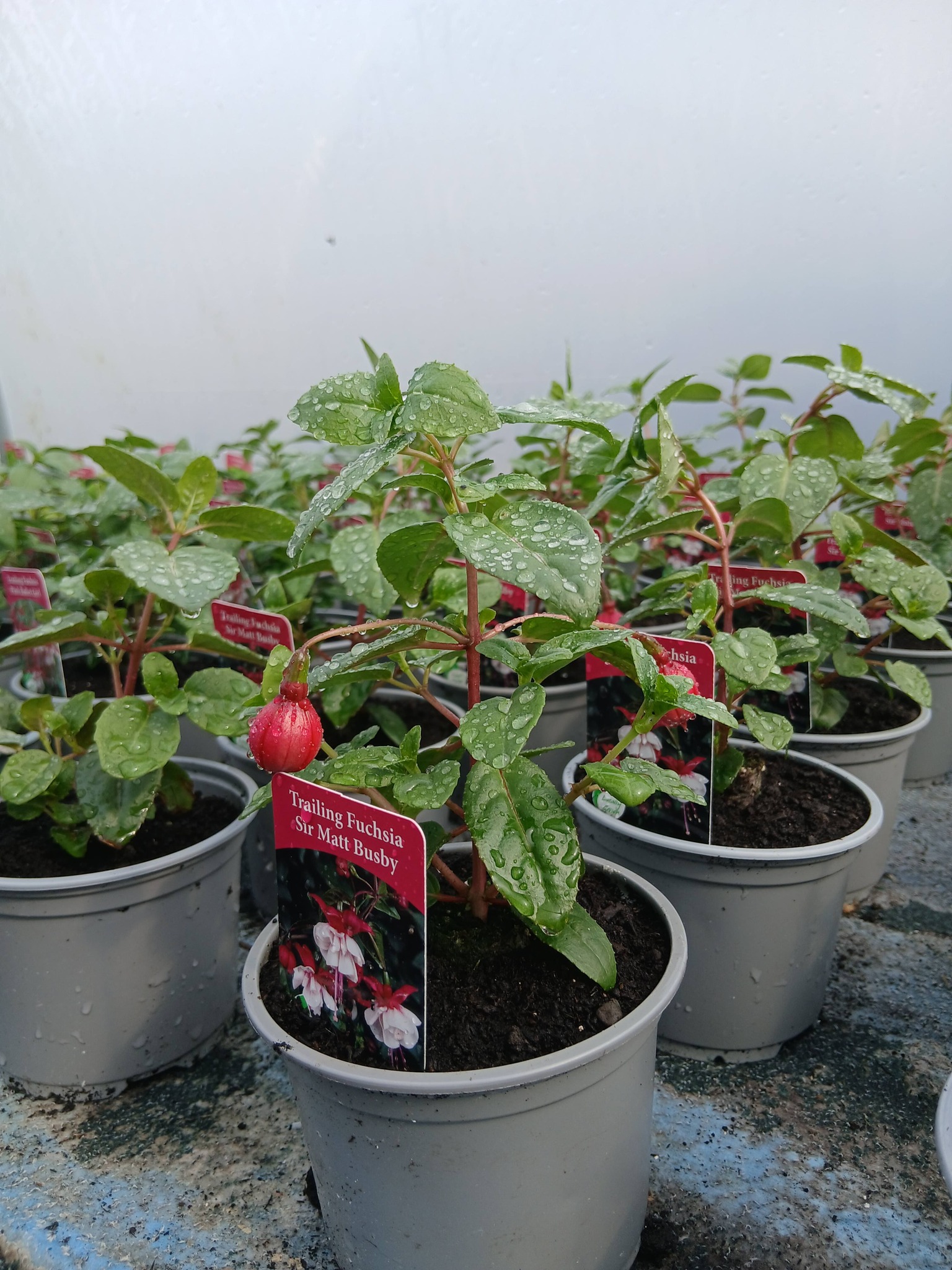 Jubilee Plants display