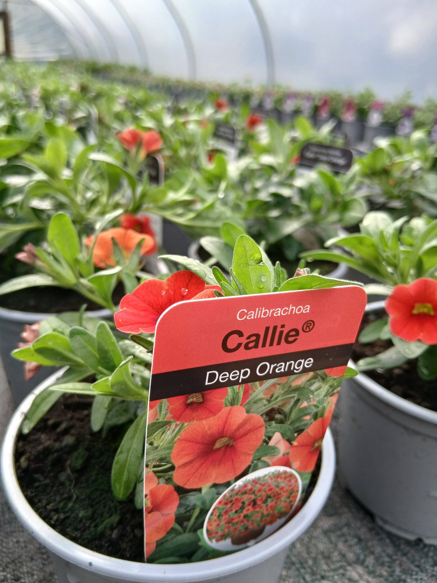 Jubilee Plants patio display